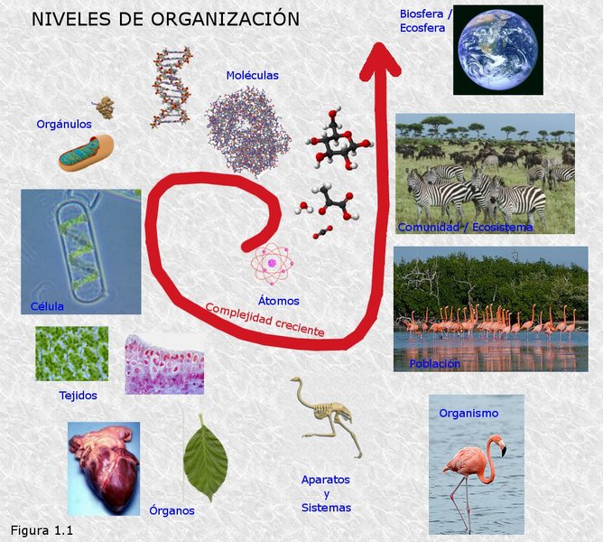 Niveles de organización