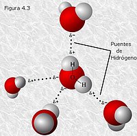 Puentes de hidrógeno en el agua