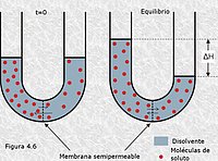 Ósmosis