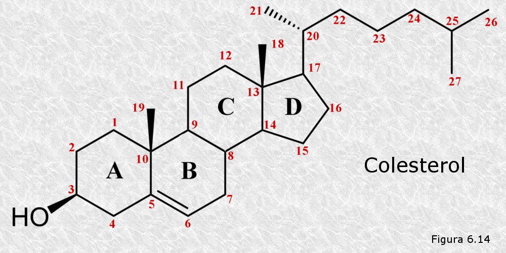 esteroides biologia? Es fácil si lo haces con inteligencia