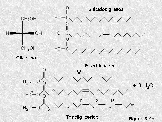 Formación de un triacilglicérido