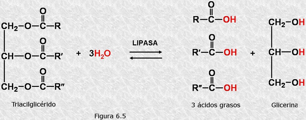 Hidrólisis de los triacilglicéridos