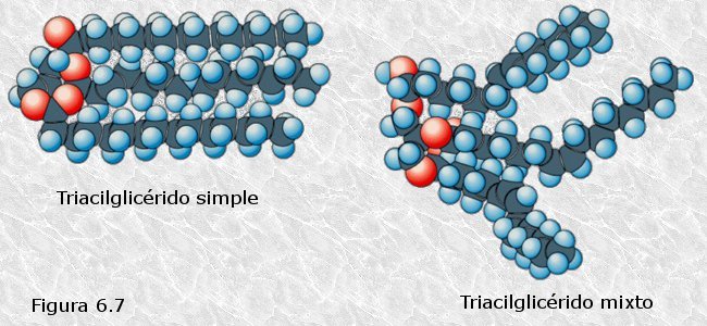 Triacilglicéridos