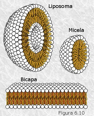 Micelas, bicapas y liposomas