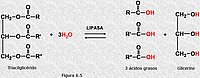 Hidrólisis de los triacilglicéridos