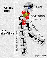 Fosfoglicéridos