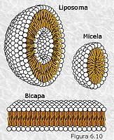 Micelas, bicapas y liposomas