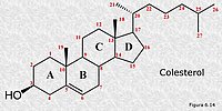 Colesterol