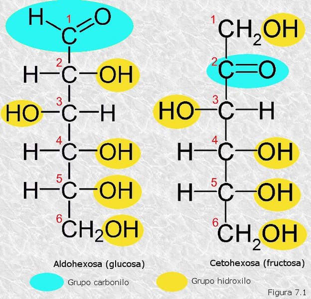 Estructura de los monosacáridos