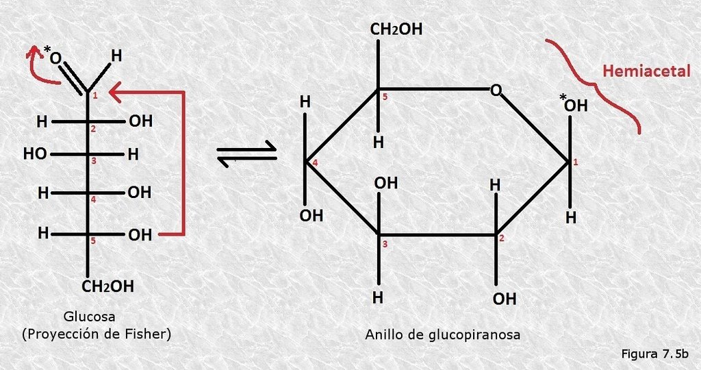 Ciclación de la glucosa