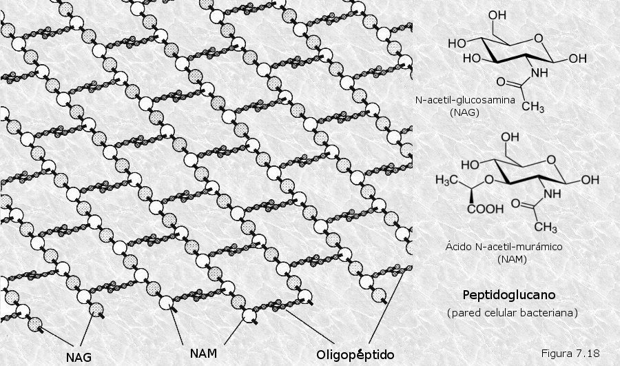 Peptidoglicano