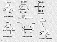 Derivados de los monosacáridos