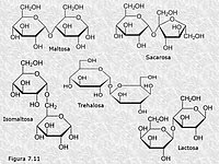 Disacáridos