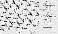 Peptidoglicano