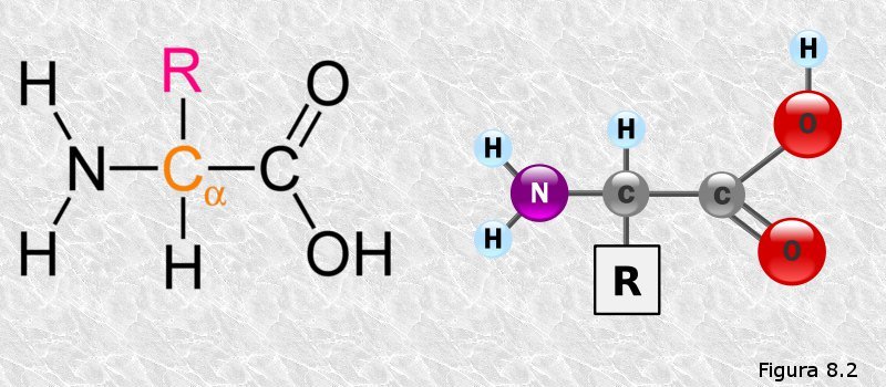 Estructura de los aminoácidos