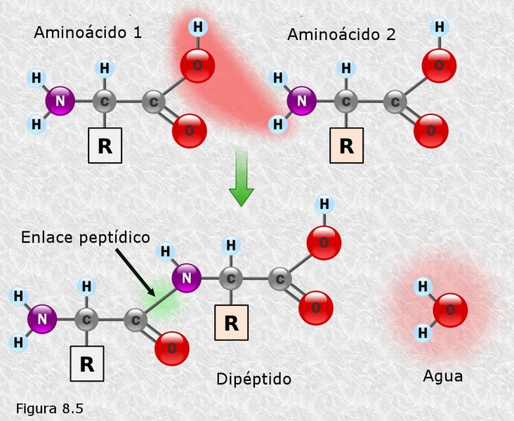 Enlace peptídico