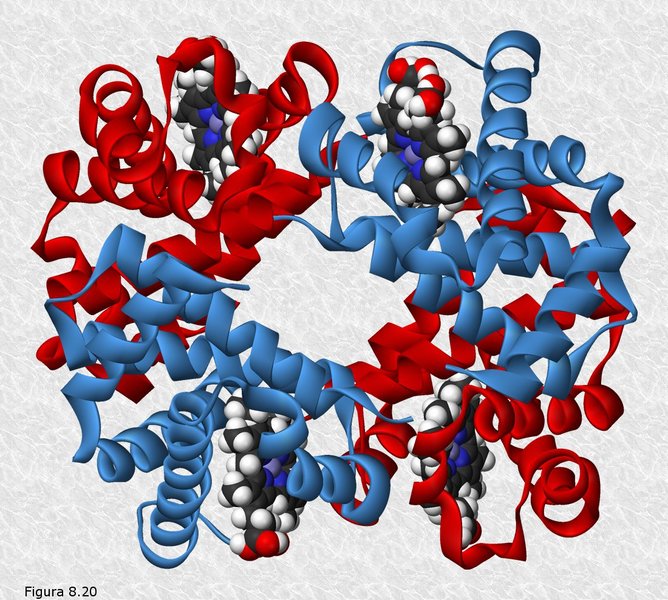 Estructura cuaternaria de la hemoglobina