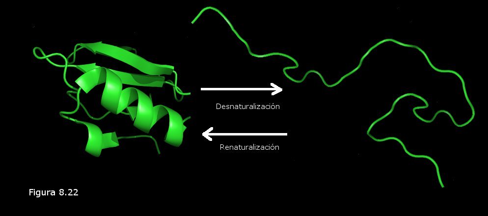 Desnaturalización de las proteínas