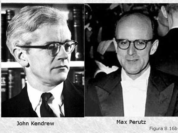 Jonh Kendrew y Max Perutz