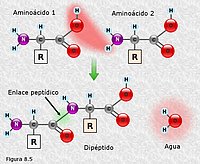 Enlace peptídico