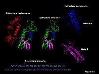 Proteínas: conformación tridimensional