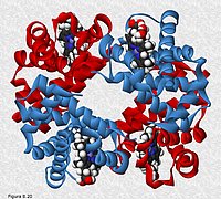 Estructura cuaternaria de la hemoglobina