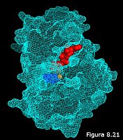 Interacción proteína-ligando