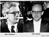 Jonh Kendrew y Max Perutz