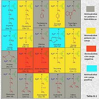 Los α-aminoácidos de las proteínas