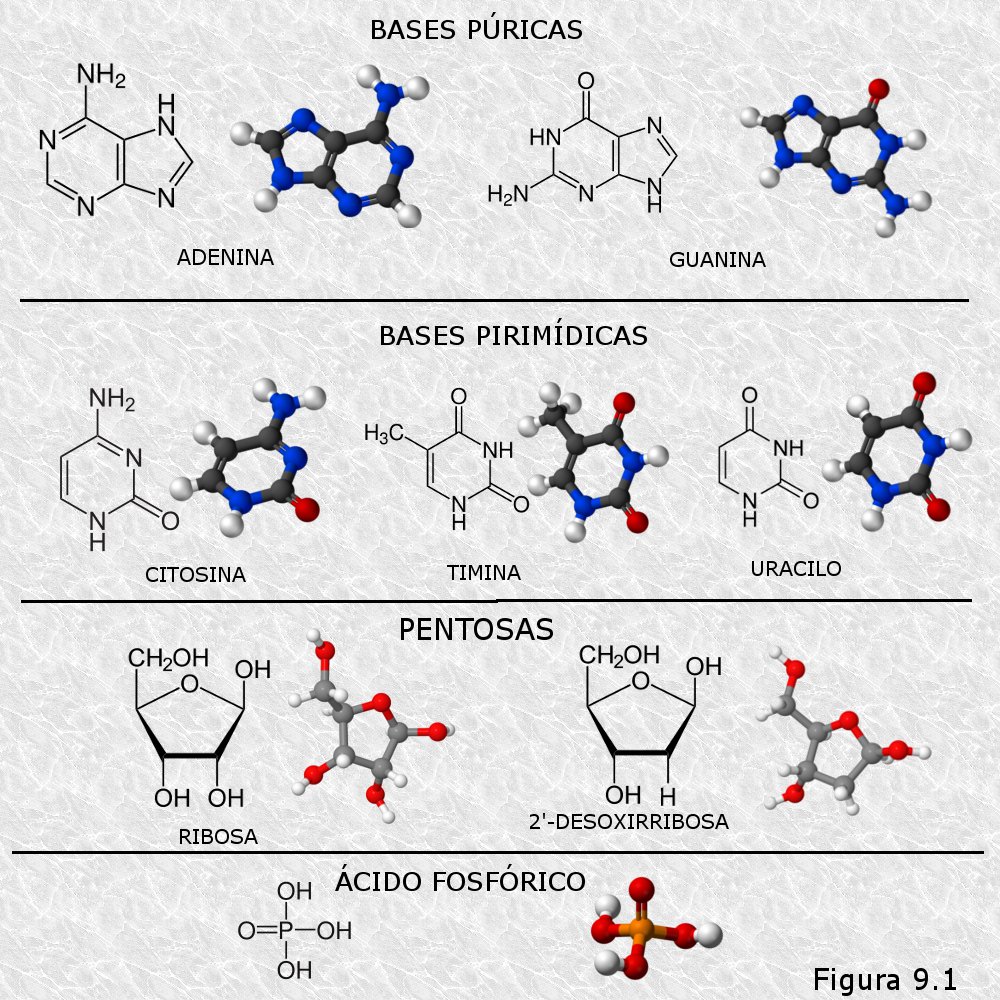 Componentes moleculares de los nucleótidos