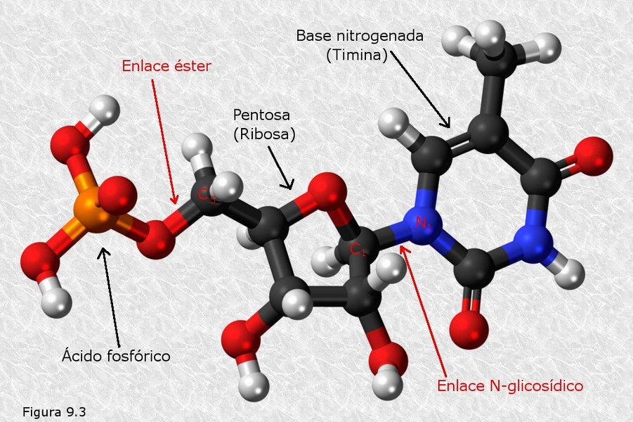 Nucleótidos