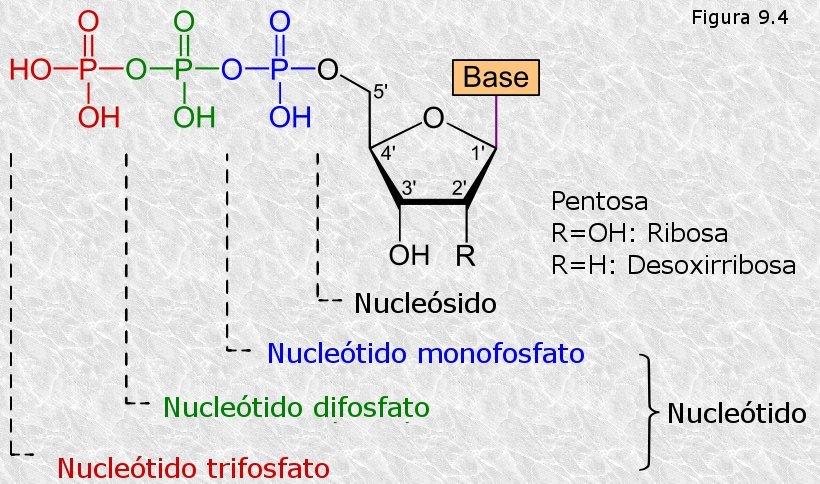 Nucleótidos mono, di y tri-fosfato
