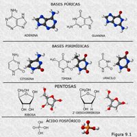 Componentes moleculares de los nucleótidos