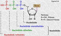 Nucleótidos mono, di y tri-fosfato