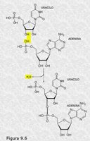 Ácidos nucleicos