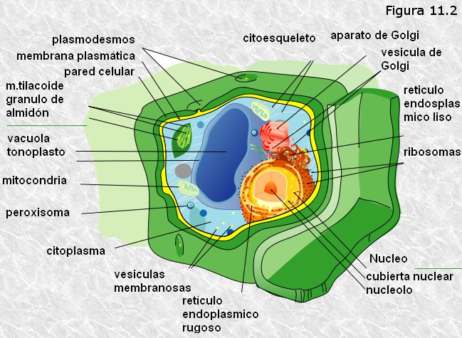 Resultado de imagen de funcionamiento de las células a niveles de genes