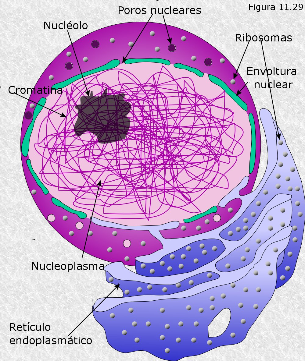 Resultado de imagen de núcleo celular