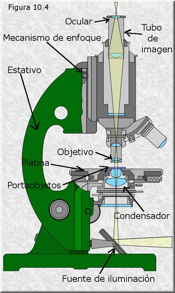 Microscopio ptico