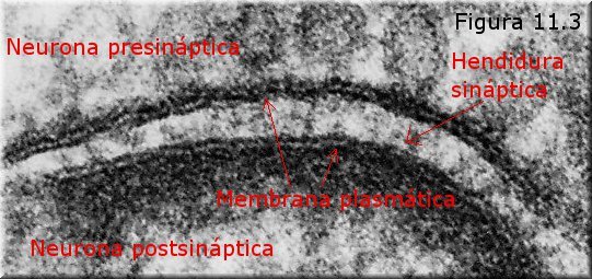 Membrana plasmática