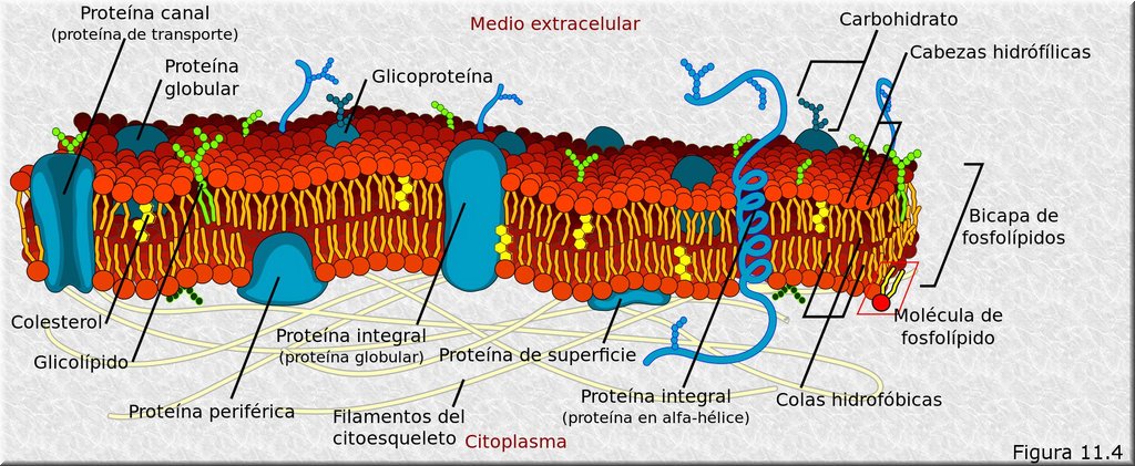 Modelo del mosaico fluido