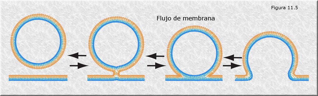 Flujo de membrana