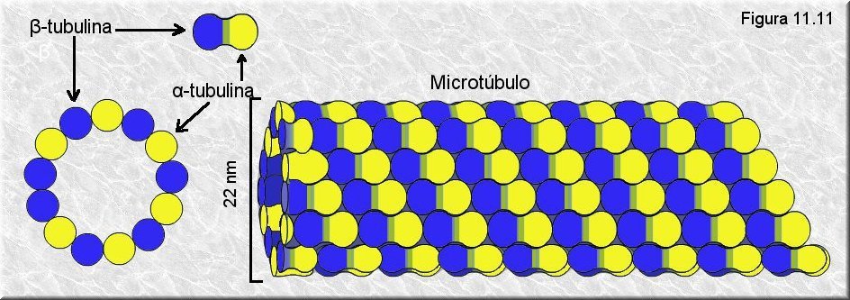 Microtúbulos