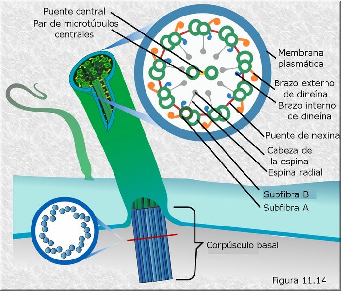 Estructura de cilios y flagelos