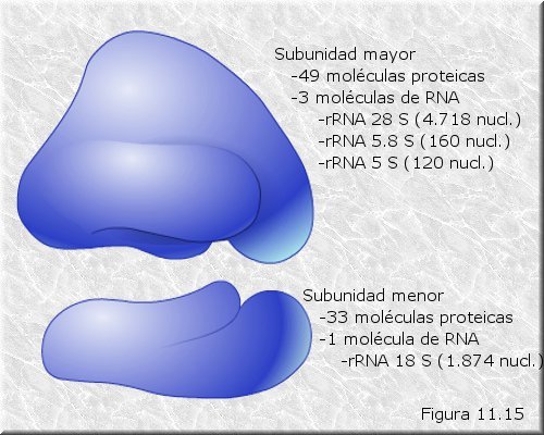 Ribosomas