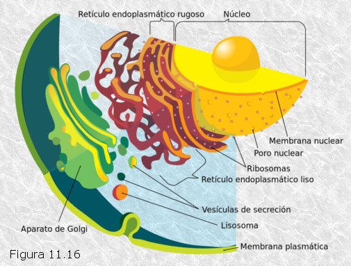 Retículo endoplasmático