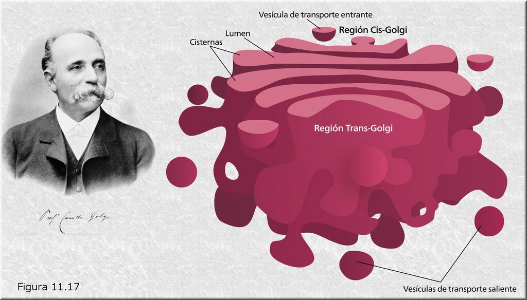 Aparato de Golgi