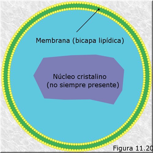 Peroxisomas