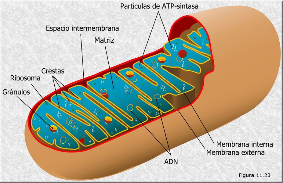 Mitocondria