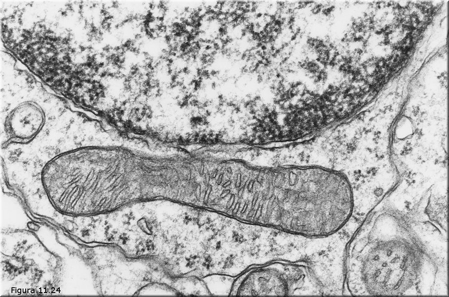 Mitocondria