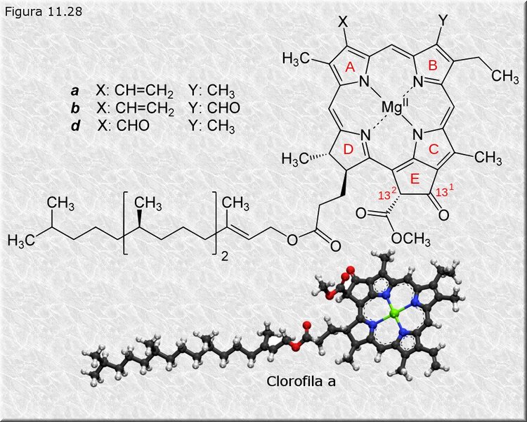 Clorofila